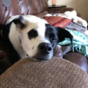 Meet your Posher, Thomas